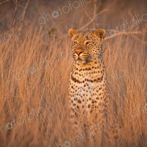 A leopard, Panthera pardus, sits in tall dry brown grass and looks around alert, ears… A leopard, Panthera pardus, sits in tall dry brown grass and looks around alert, ears…