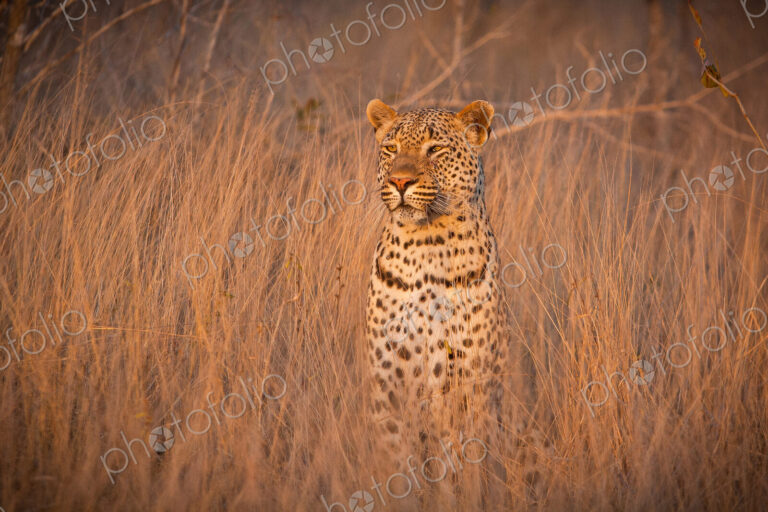 A leopard, Panthera pardus, sits in tall dry brown grass and looks around alert, ears…