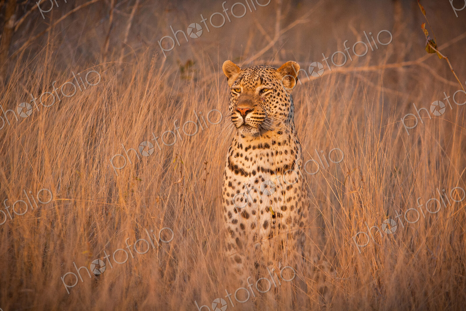 A leopard, Panthera pardus, sits in tall dry brown grass and looks around alert, ears…
