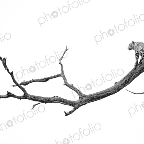 A leopard, Panthera pardus, sits on a dead tree branch, tail hangs down, looking away,… A leopard, Panthera pardus, sits on a dead tree branch, tail hangs down, looking away,…