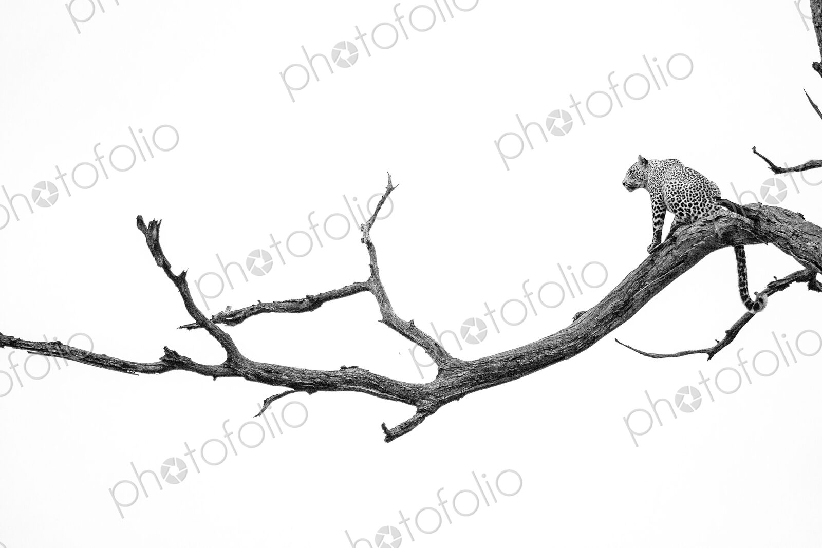 A leopard, Panthera pardus, sits on a dead tree branch, tail hangs down, looking away,…