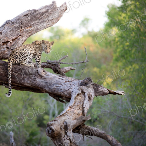 A leopard, Panthera pardus, sits on a dead tree trunk, alert, tail drapping over… A leopard, Panthera pardus, sits on a dead tree trunk, alert, tail drapping over…