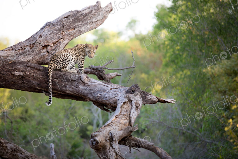 A leopard, Panthera pardus, sits on a dead tree trunk, alert, tail drapping over…