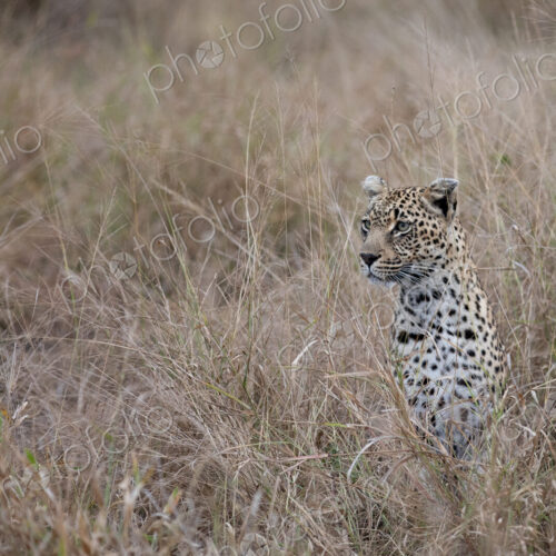 A leopard, Panthera pardus, sitting in grass. A leopard, Panthera pardus, sitting in grass.