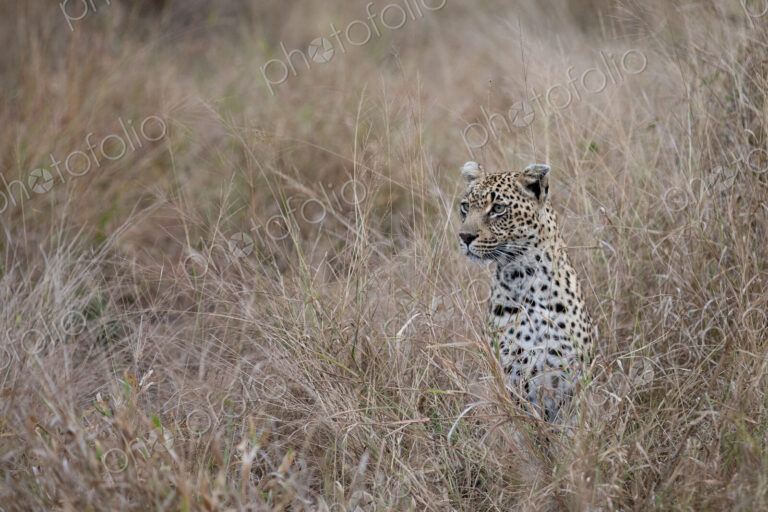 A leopard, Panthera pardus, sitting in grass.