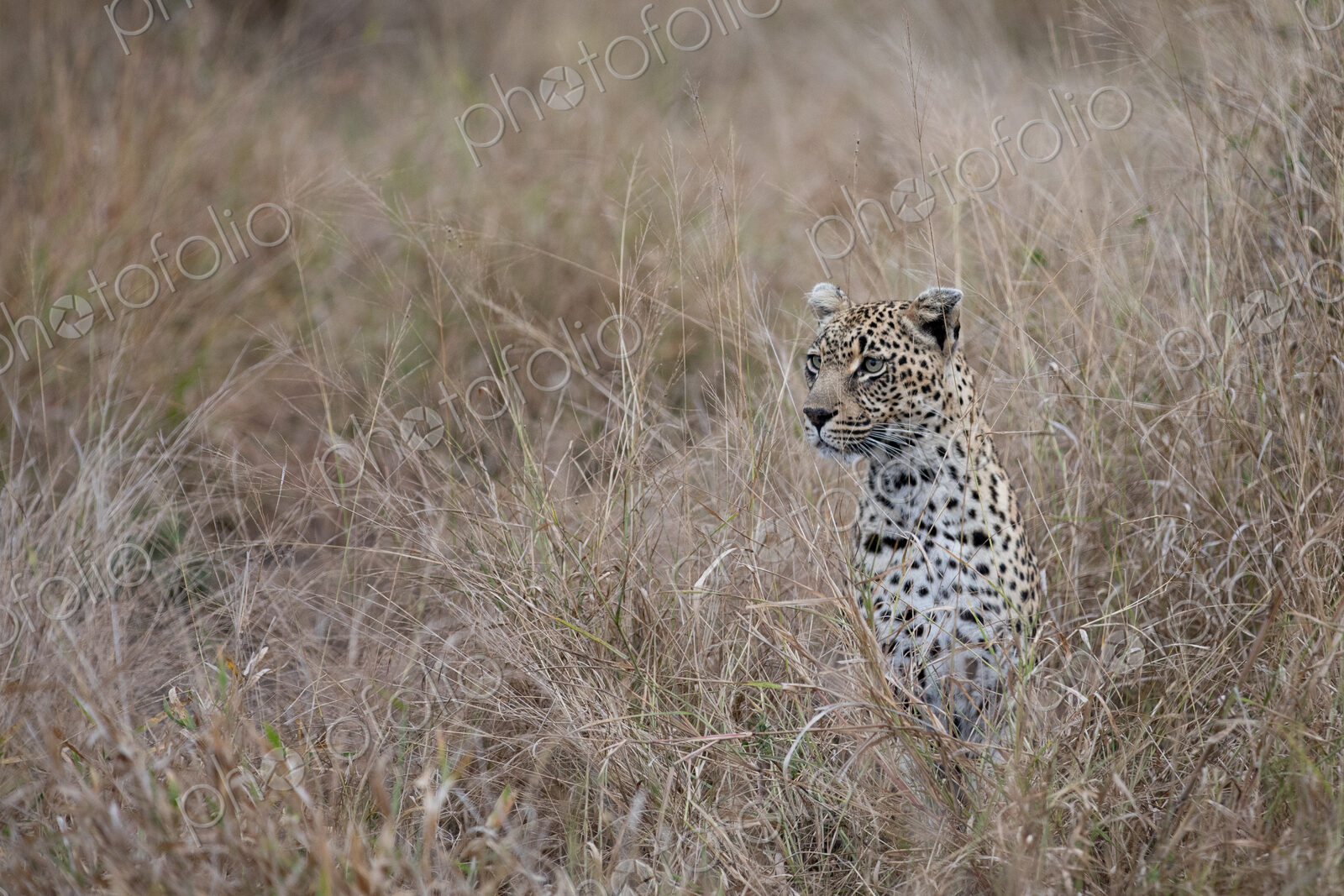 A leopard, Panthera pardus, sitting in grass.