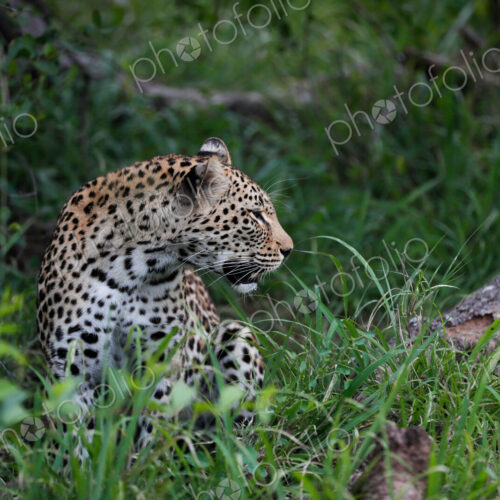 A leopard, Panthera pardus, sitting in grass, looking to the side. A leopard, Panthera pardus, sitting in grass, looking to the side.