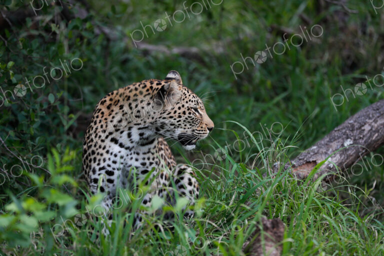 A leopard, Panthera pardus, sitting in grass, looking to the side.