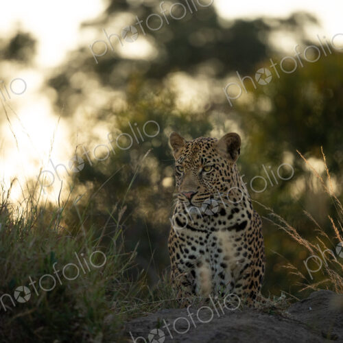 A leopard, Panthera pardus, sitting on a mound, backlit.
