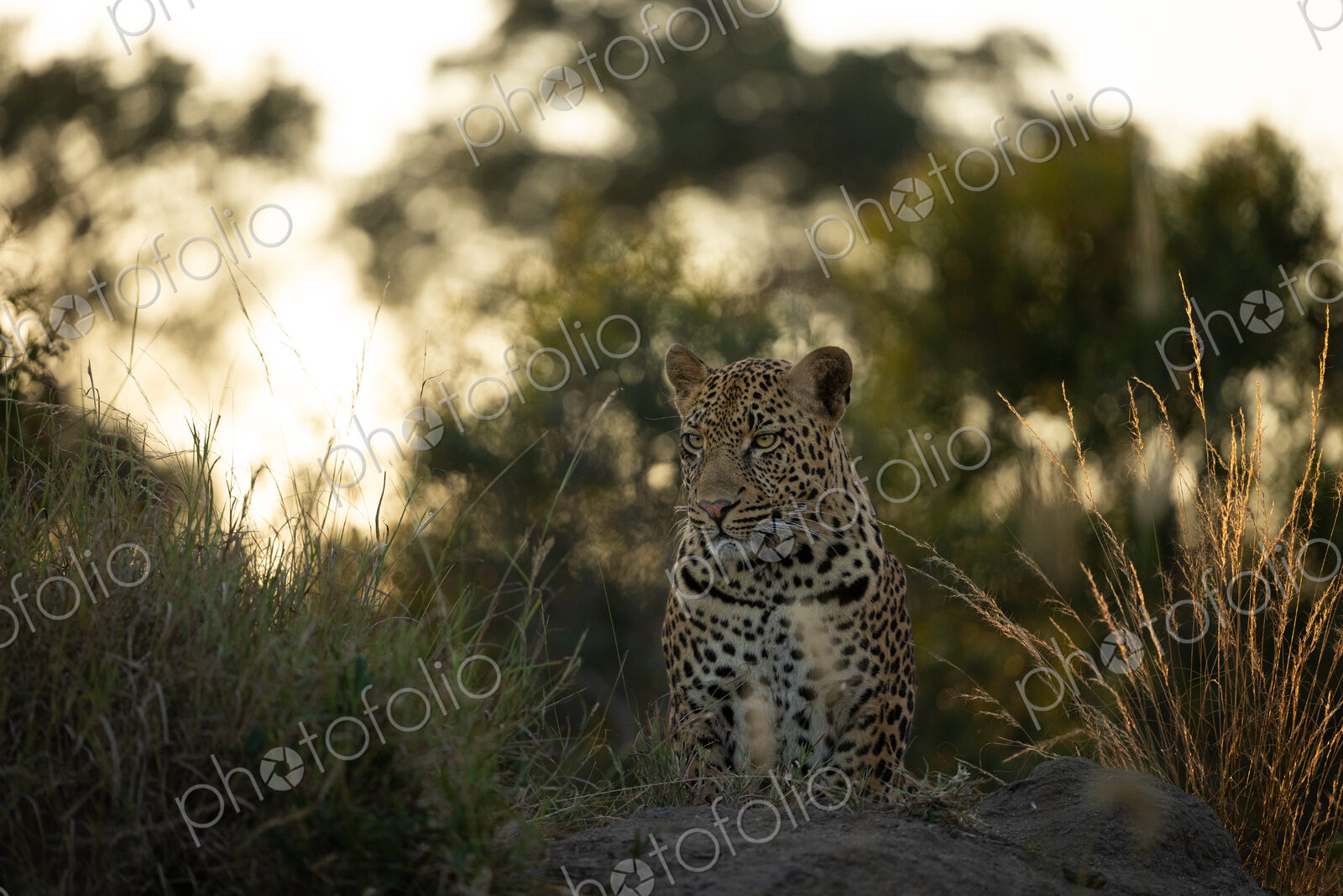 A leopard, Panthera pardus, sitting on a mound, backlit.