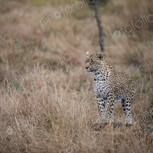 A leopard, Panthera pardus, standing in grass. A leopard, Panthera pardus, standing in grass.