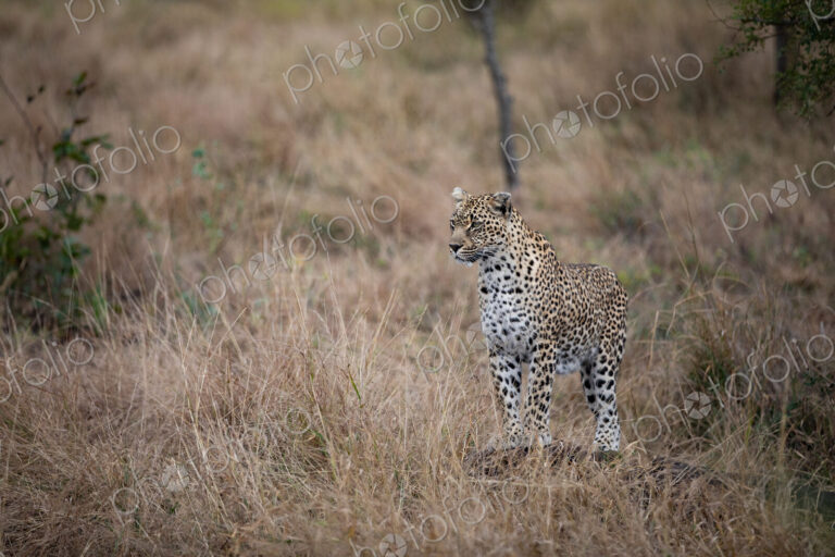 A leopard, Panthera pardus, standing in grass.