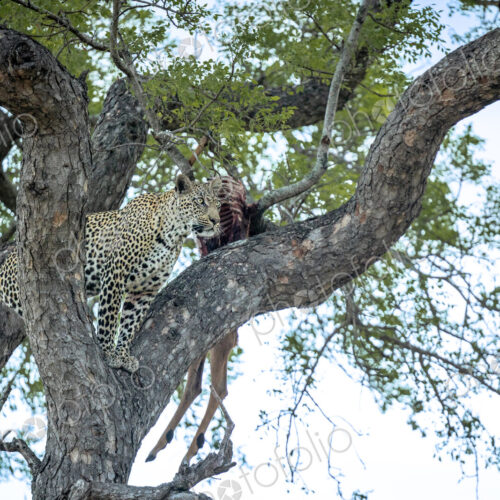 A leopard, Panthera pardus, standing in the fork of a tree, looking out. A leopard, Panthera pardus, standing in the fork of a tree, looking out.