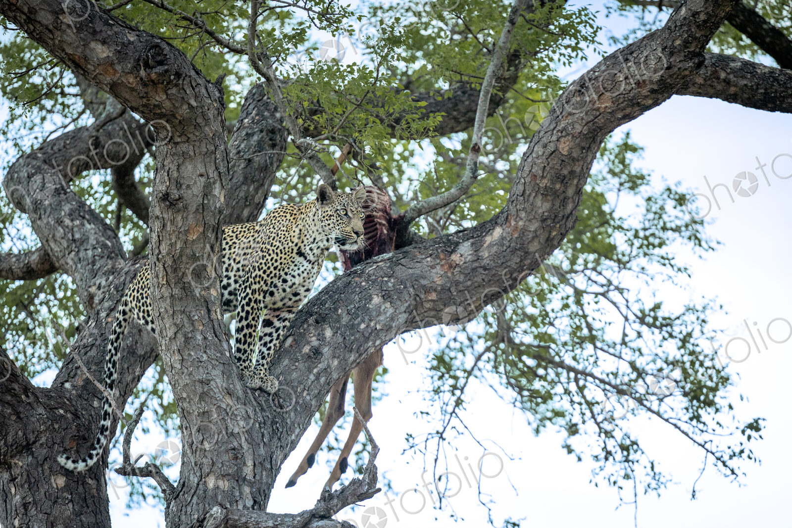 A leopard, Panthera pardus, standing in the fork of a tree, looking out.