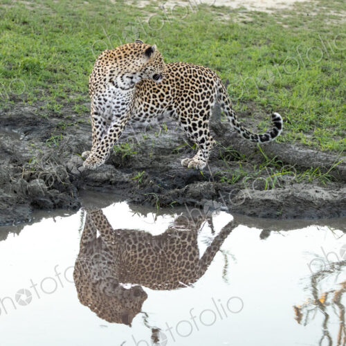 A leopard, Panthera pardus, standing next to water, reflection.