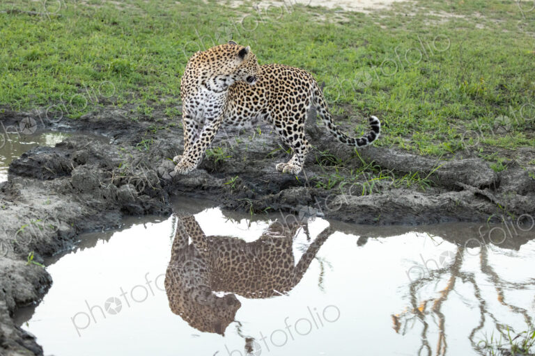 A leopard, Panthera pardus, standing next to water, reflection.