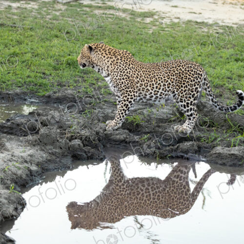 A leopard, Panthera pardus, standing next to water, reflection.
