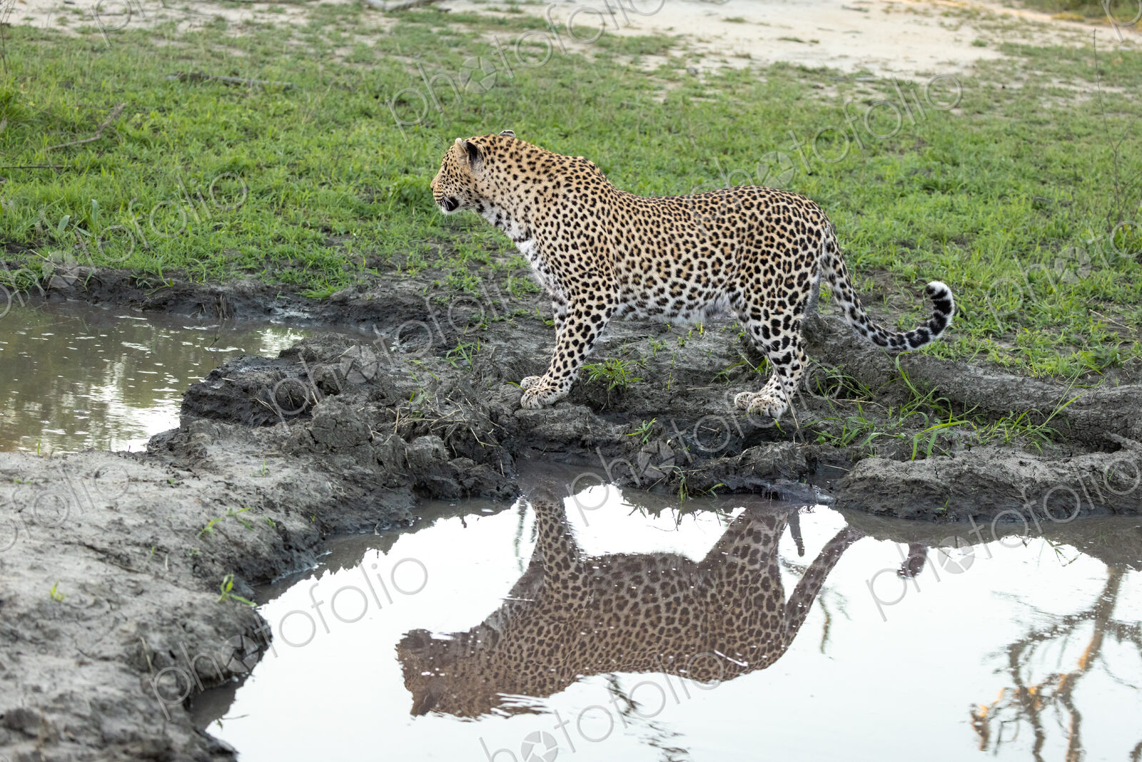 A leopard, Panthera pardus, standing next to water, reflection.