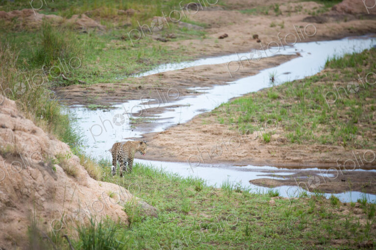 A leopard, Panthera pardus, stands at the edge of a shallow stream/river, green grass…