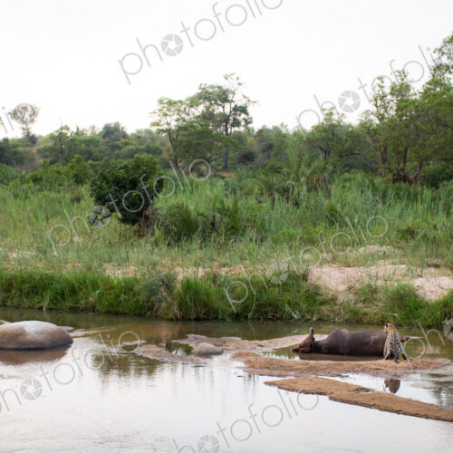 A leopard, Panthera pardus, stands in a shallow river next to the carcass of a… A leopard, Panthera pardus, stands in a shallow river next to the carcass of a…
