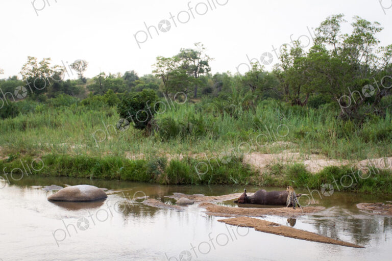 A leopard, Panthera pardus, stands in a shallow river next to the carcass of a…