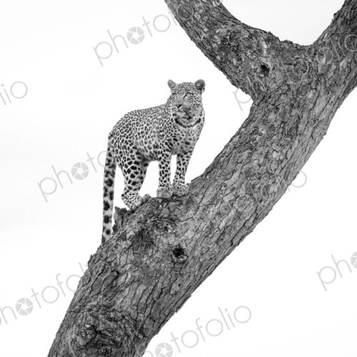 A leopard, Panthera pardus, stands in a tree, looking away, in black and white. A leopard, Panthera pardus, stands in a tree, looking away, in black and white.