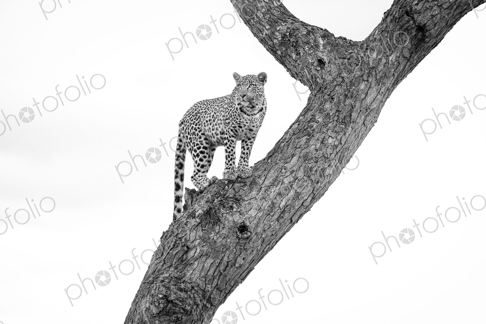 A leopard, Panthera pardus, stands in a tree, looking away, in black and white.