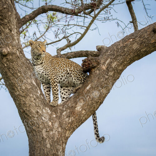 A leopard, Panthera pardus, stands in a tree, looking away, tail hanging down, blue… A leopard, Panthera pardus, stands in a tree, looking away, tail hanging down, blue…