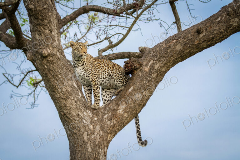 A leopard, Panthera pardus, stands in a tree, looking away, tail hanging down, blue…