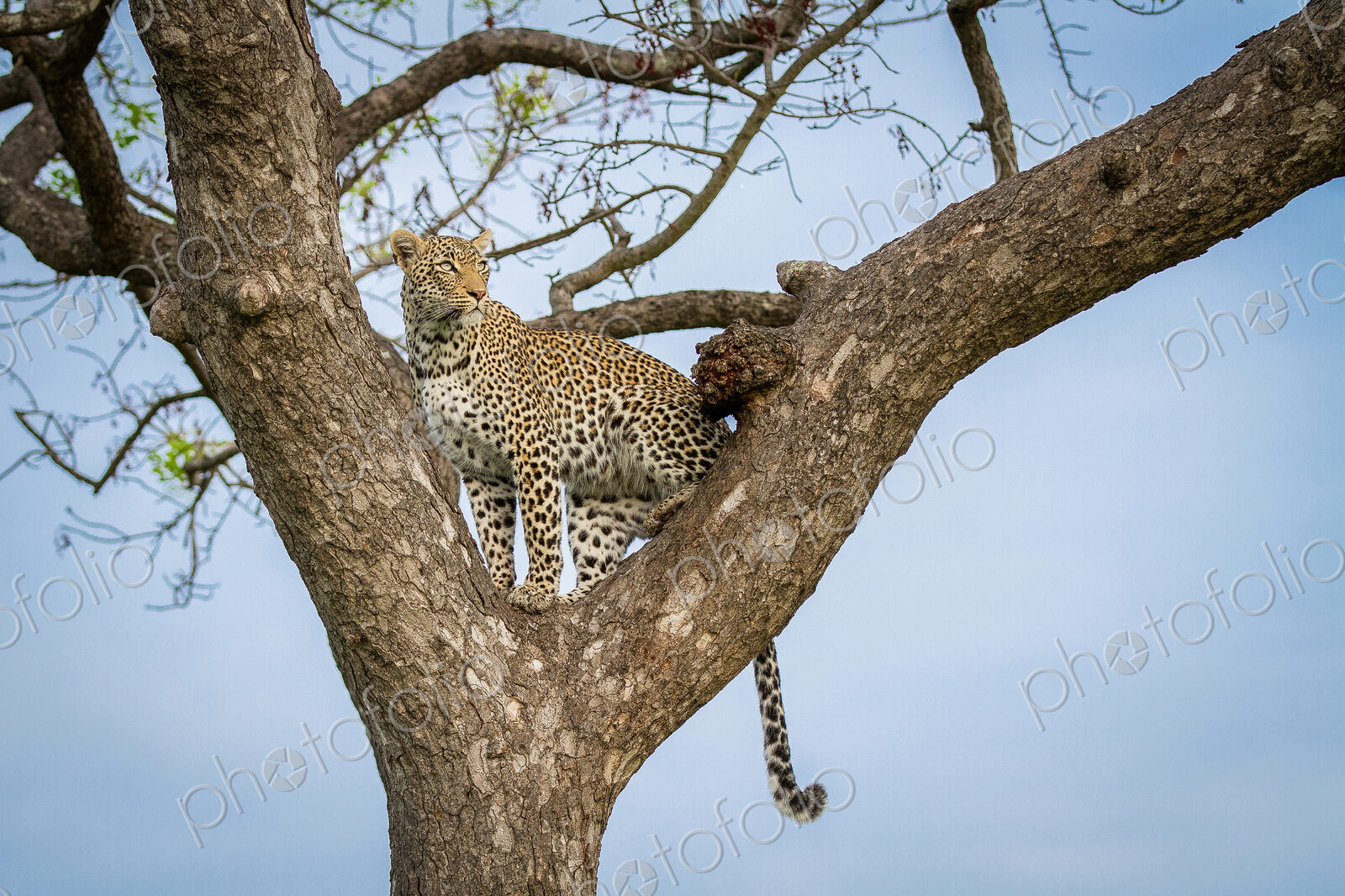 A leopard, Panthera pardus, stands in a tree, looking away, tail hanging down, blue…