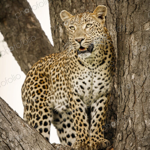 A leopard, Panthera pardus, stands in the fork of a tree, looking away A leopard, Panthera pardus, stands in the fork of a tree, looking away