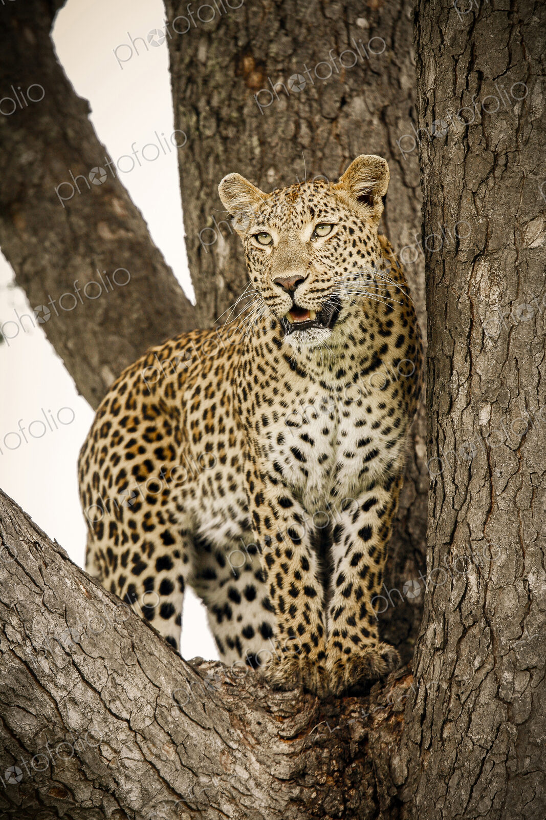 A leopard, Panthera pardus, stands in the fork of a tree, looking away