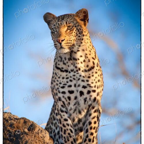 A leopard, Panthera pardus, stands on a termite mound, looking away, blue sky background. A leopard, Panthera pardus, stands on a termite mound, looking away, blue sky background.