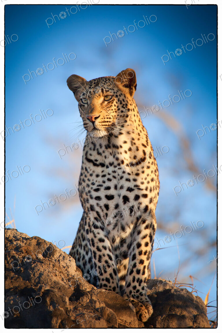 A leopard, Panthera pardus, stands on a termite mound, looking away, blue sky background.