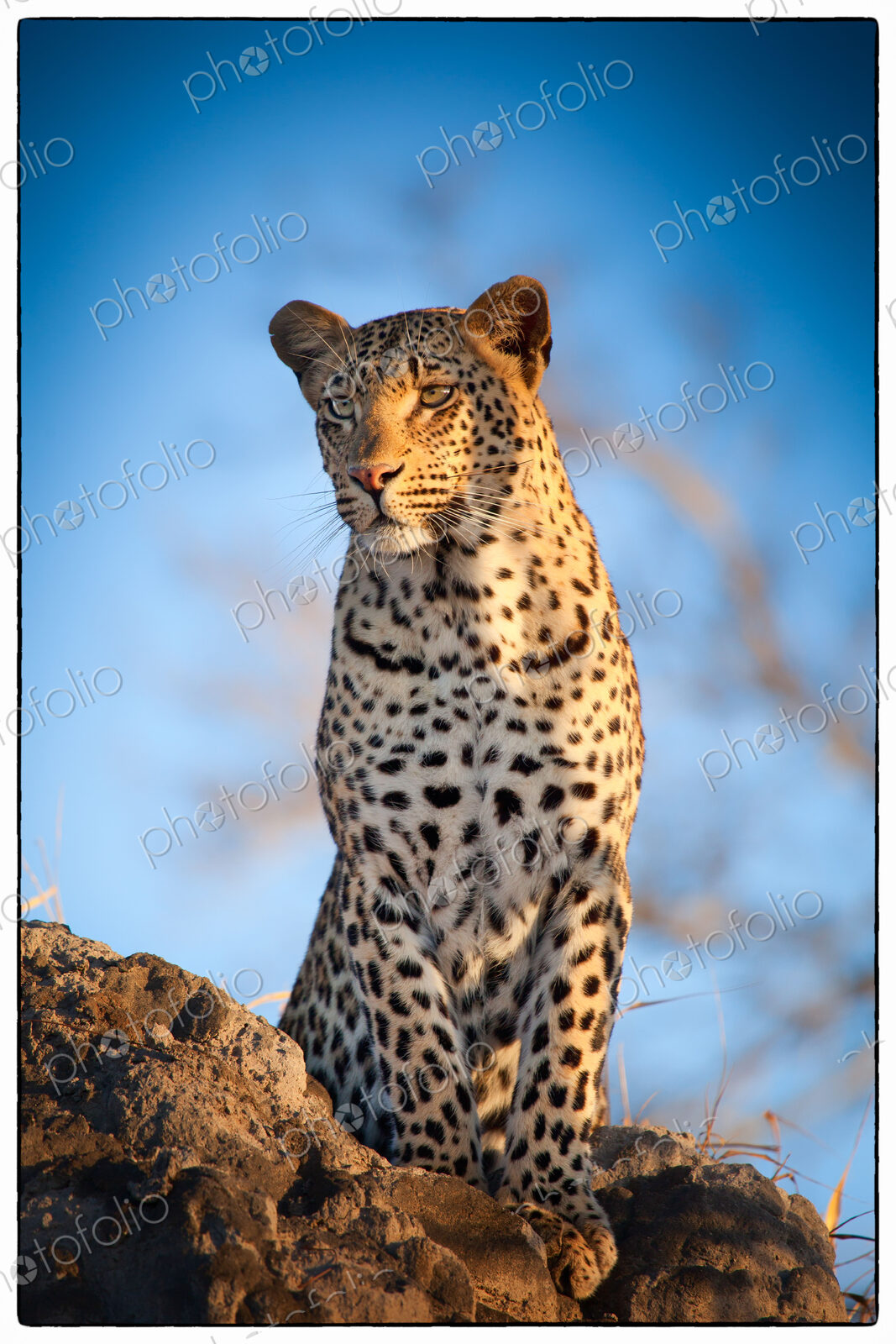 A leopard, Panthera pardus, stands on a termite mound, looking away, blue sky background.