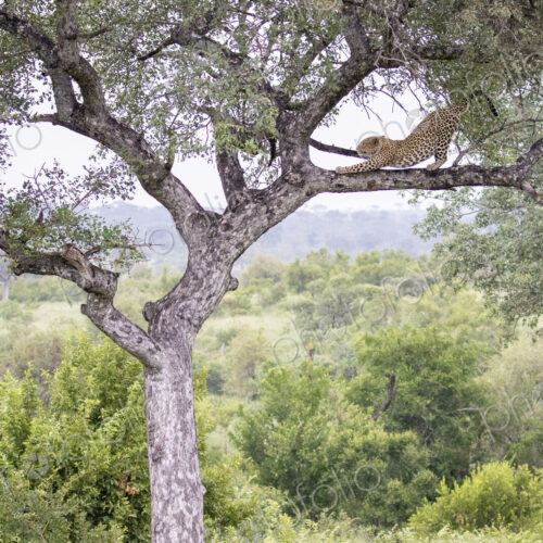 A leopard, Panthera pardus, stands on a tree branch and stretches, with greenery in…