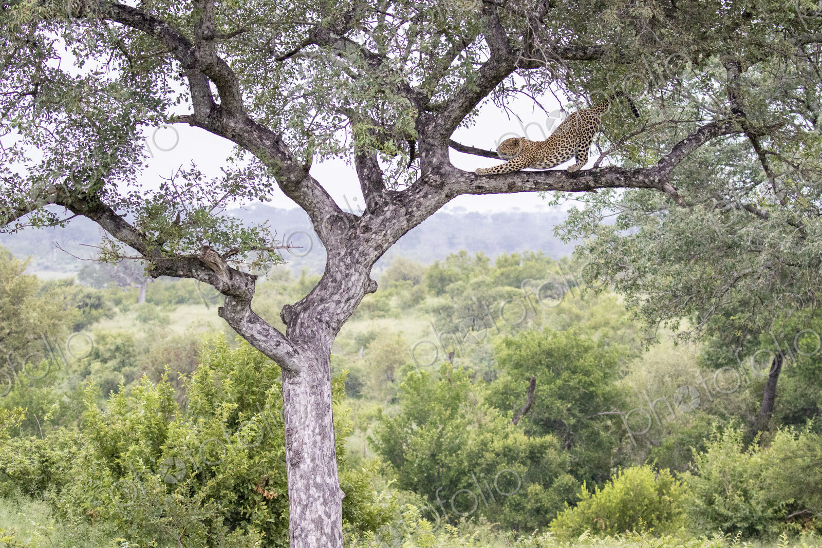 A leopard, Panthera pardus, stands on a tree branch and stretches, with greenery in…