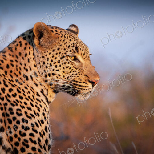 A leopard, Panthera pardus, turns over its right shoulder, looking out, ears back A leopard, Panthera pardus, turns over its right shoulder, looking out, ears back