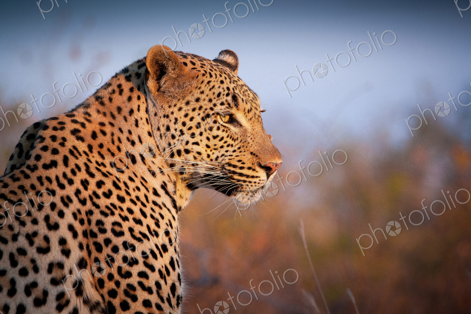 A leopard, Panthera pardus, turns over its right shoulder, looking out, ears back
