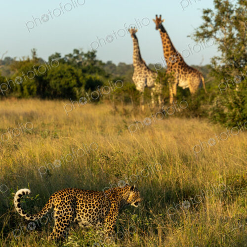 A leopard, Panthera pardus, walking past two giraffes, Giraffa. A leopard, Panthera pardus, walking past two giraffes, Giraffa.