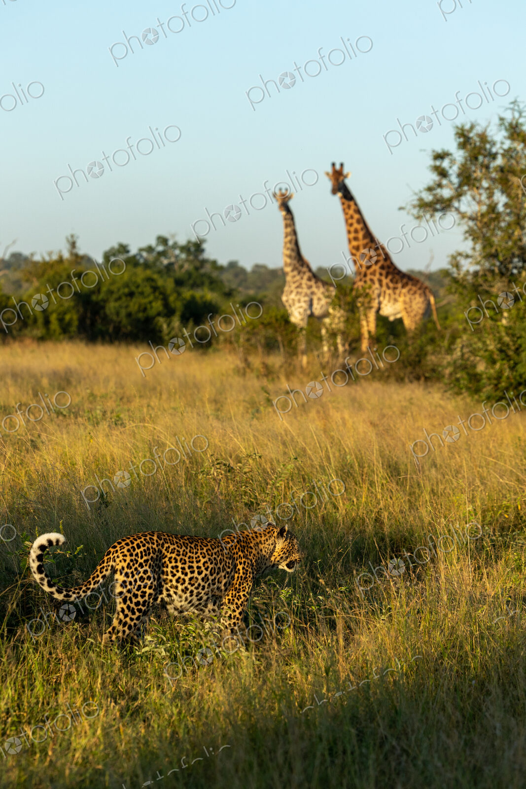 A leopard, Panthera pardus, walking past two giraffes, Giraffa.