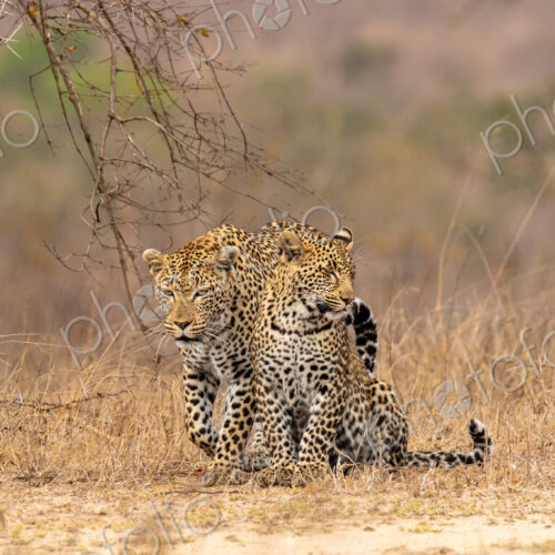A leopard, Panthera pardus, walking with her cub.