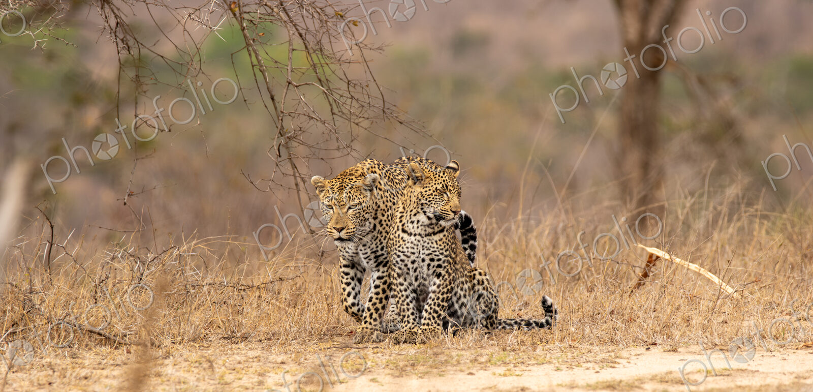 A leopard, Panthera pardus, walking with her cub.
