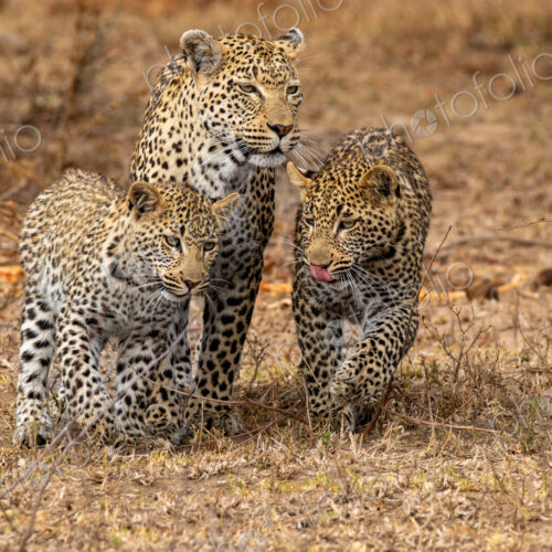 A leopard, Panthera pardus, walking with her two cubs. A leopard, Panthera pardus, walking with her two cubs.
