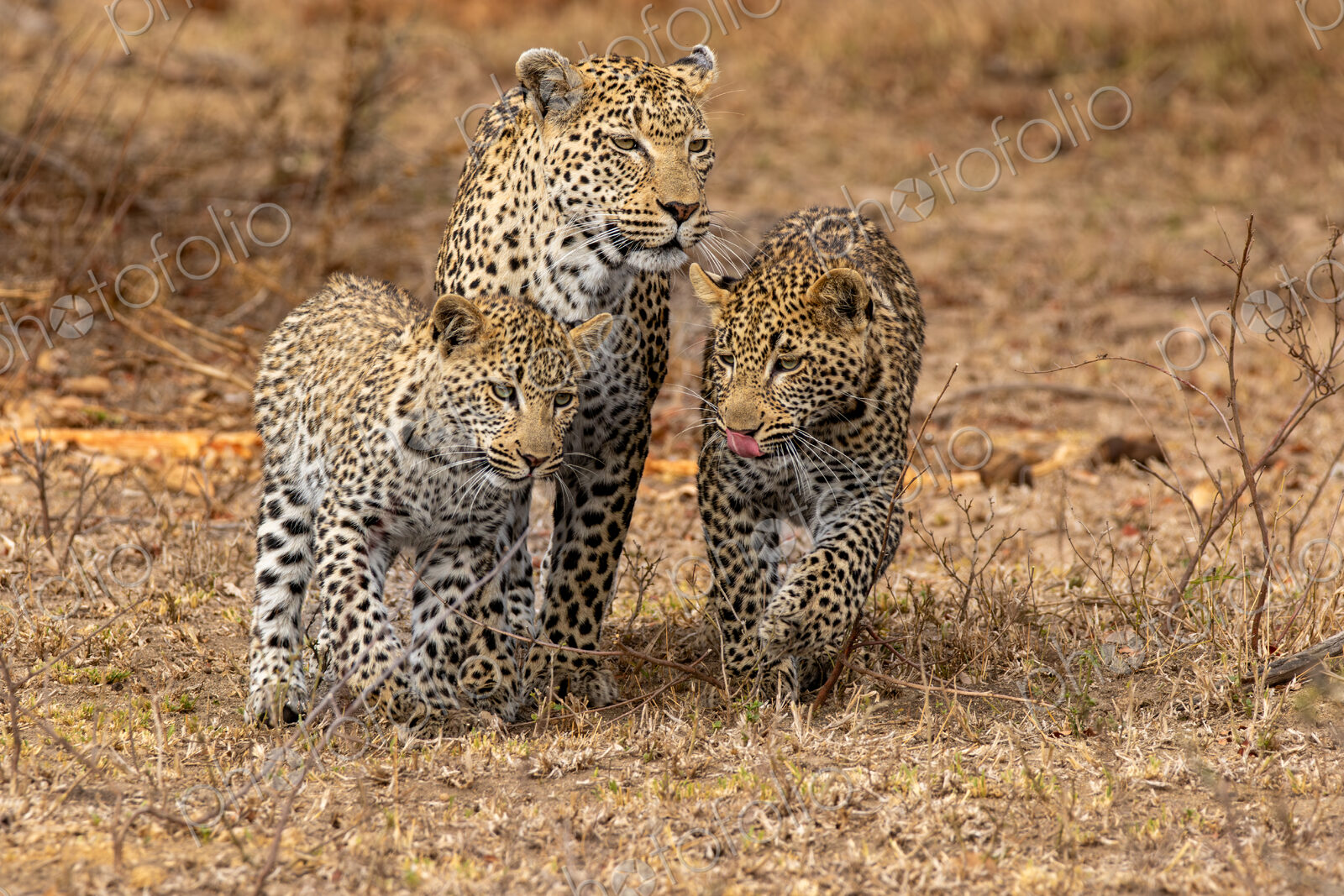 A leopard, Panthera pardus, walking with her two cubs.