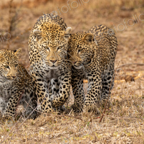 A leopard, Panthera pardus, walking with her two cubs. A leopard, Panthera pardus, walking with her two cubs.