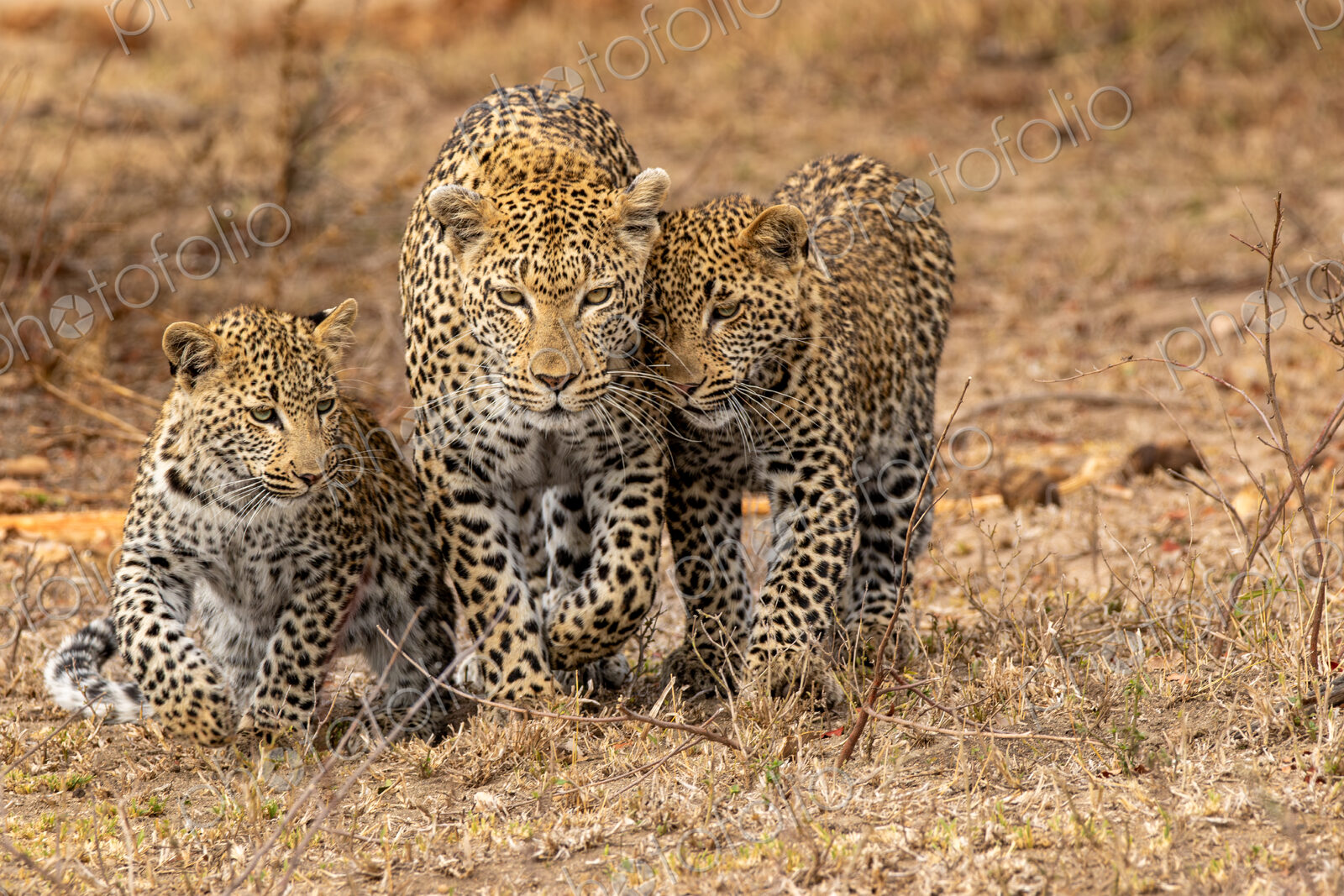 A leopard, Panthera pardus, walking with her two cubs.