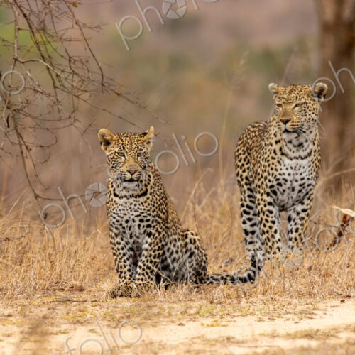 A leopard, Panthera pardus, walking with her two cubs. A leopard, Panthera pardus, walking with her two cubs.