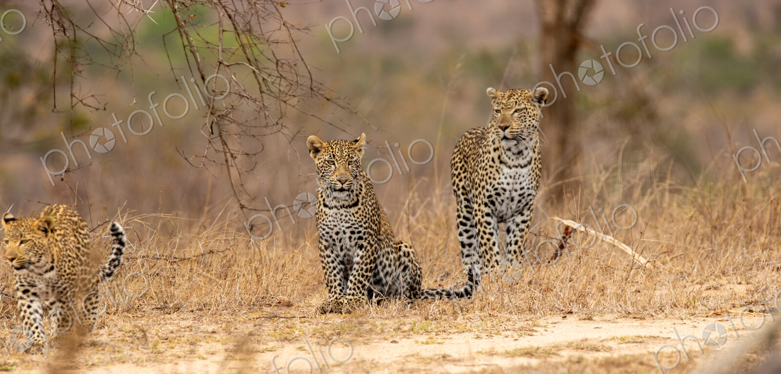A leopard, Panthera pardus, walking with her two cubs.
