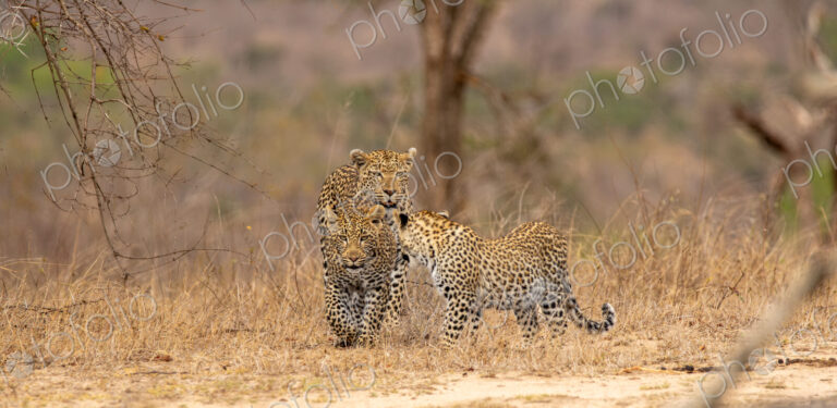 A leopard, Panthera pardus, walking with her two cubs.